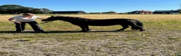 Övrigt hästar till salu: Shetlandsponny sto - Annons 1
