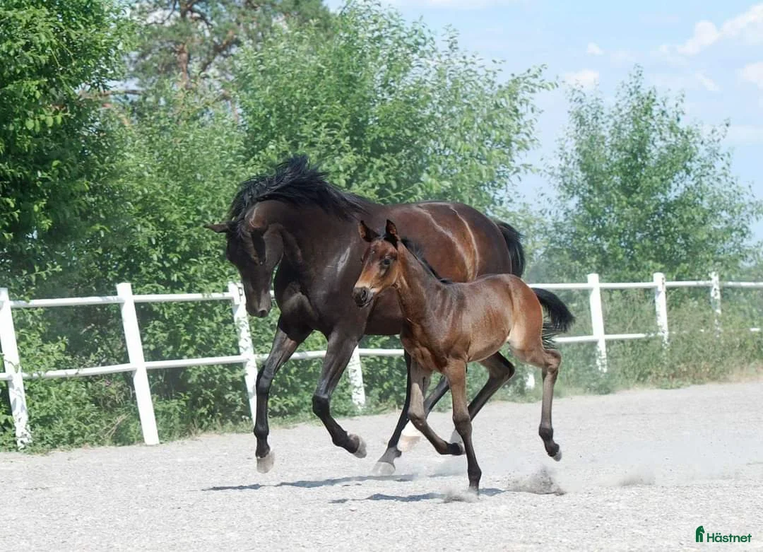 Dressyr hästar till salu: 8-årig allroundtalang - Annons 5