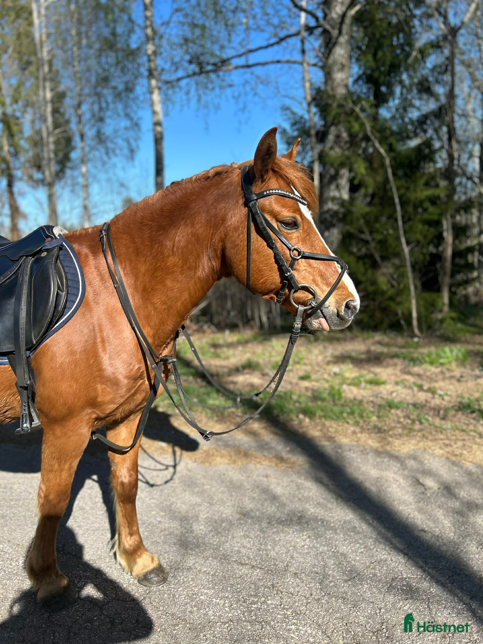 Dressyr hästar till salu: Snygg valack med stor utstrålning! - Annons 5