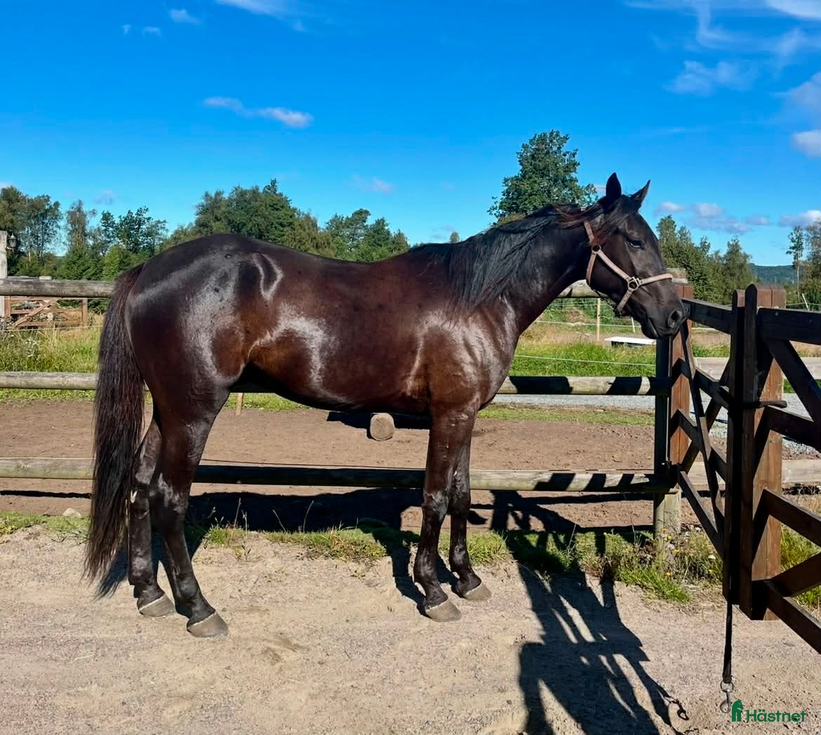  hästar Fartfylld 4-åring e. Maharajah i Skene - Annons 13