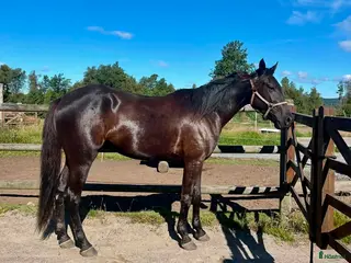 hästar Fartfylld 4-åring e. Maharajah i Skene - Annons 13