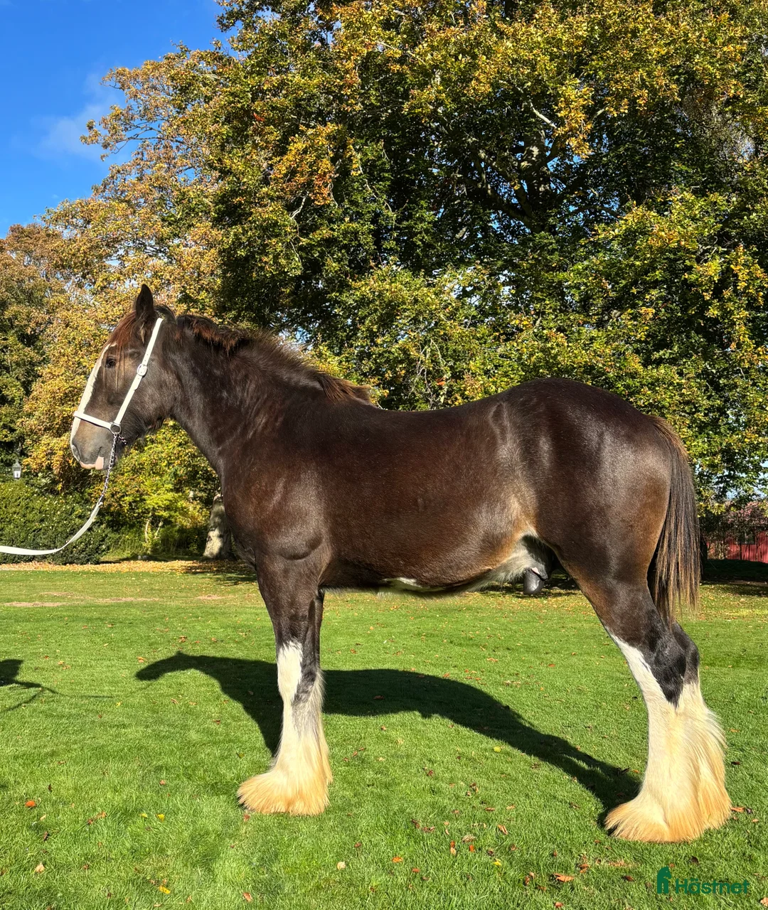 Allround hästar till salu: Shire hingst 1 år  i Klippan - Annons 3