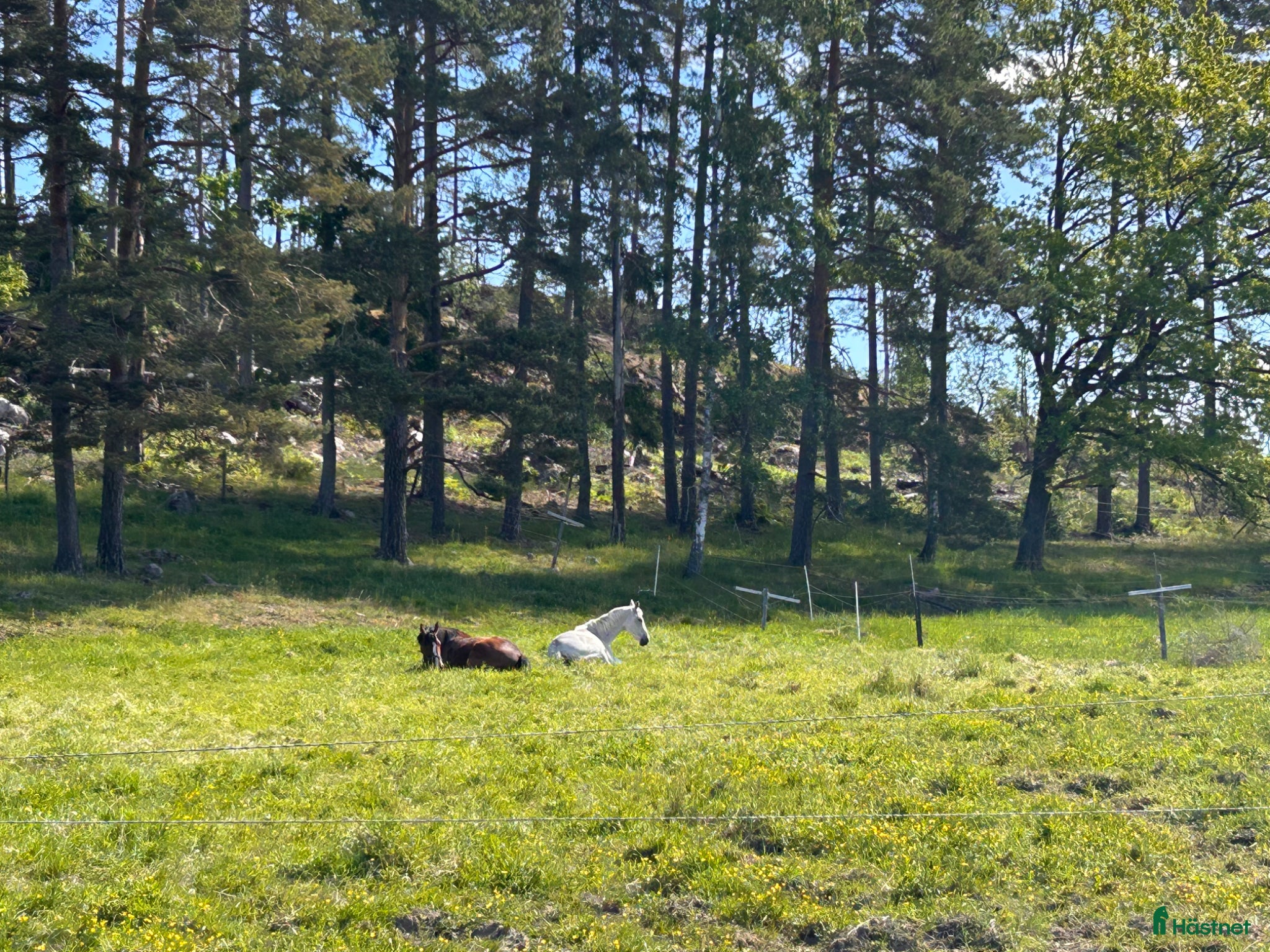 stallplats finnes: Sommarbete/rehab/pensionärsboende för hästar - Annons 1