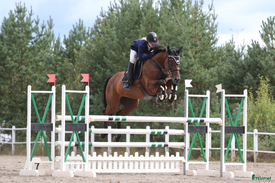 Allround hästar till salu: Framtida tävlingsponny med Galouetblod ⭐️ i Gislaved - Annons 8