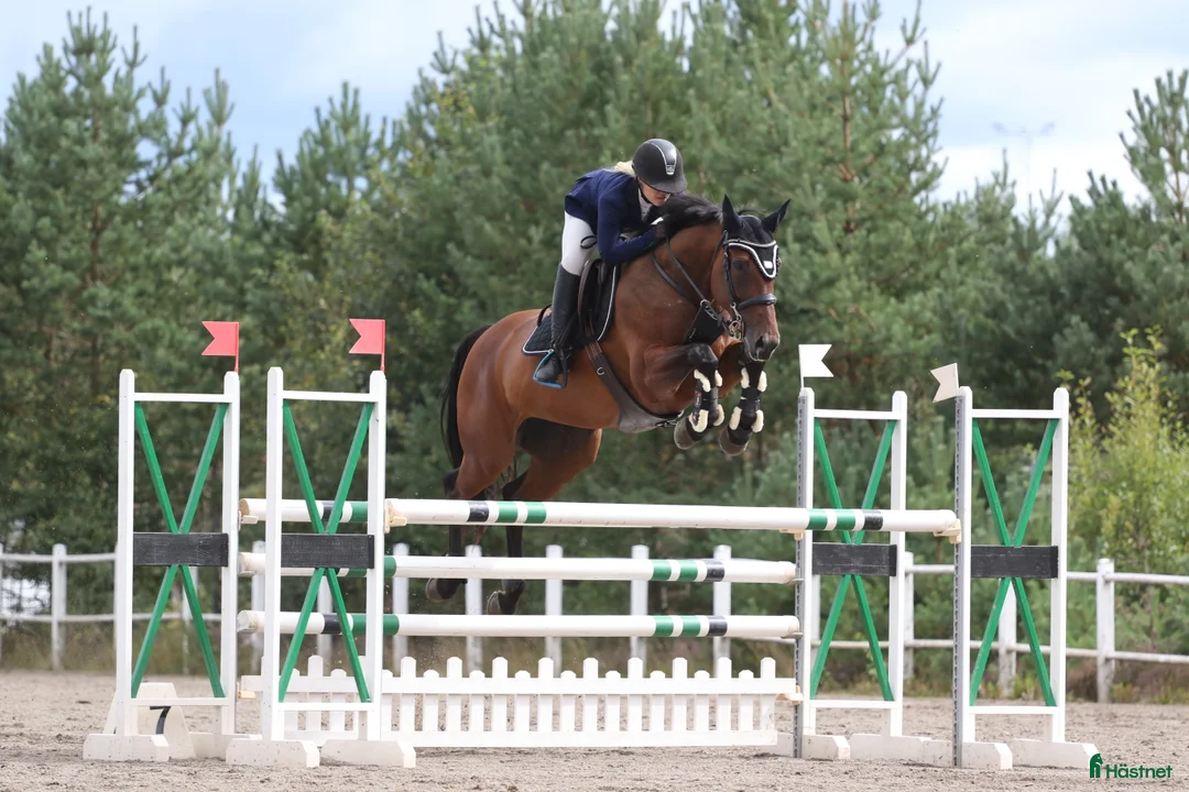 Allround hästar till salu: Framtida tävlingsponny med Galouetblod ⭐️ i Gislaved - Annons 8