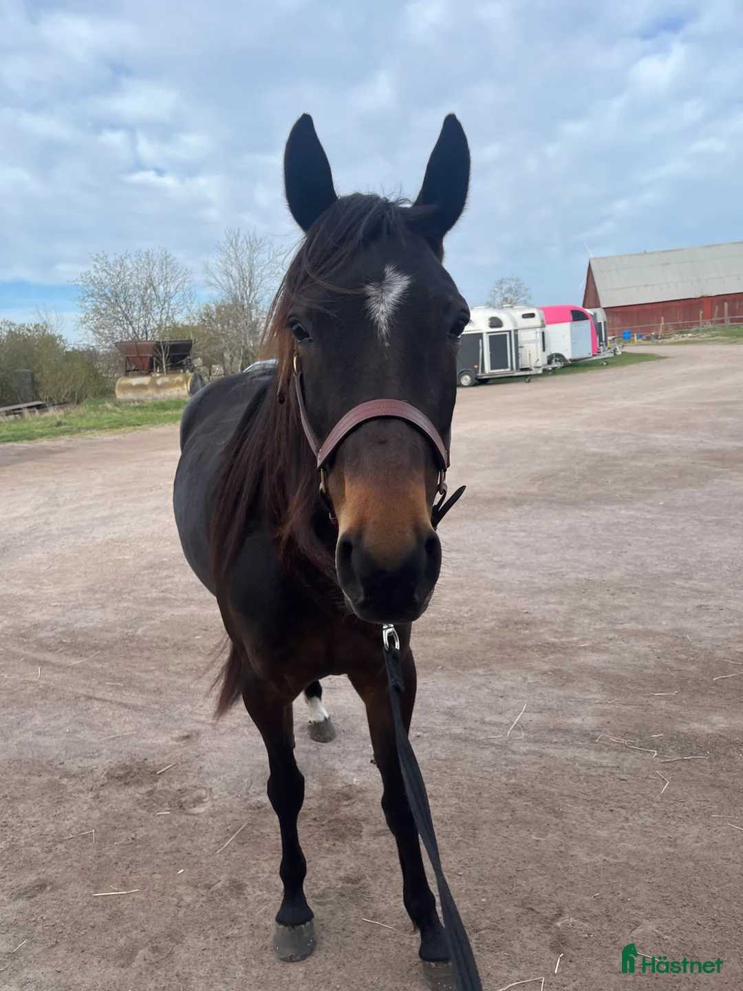 Allround hästar till salu: Zinzan söker nytt kärleksfullt hem i Vassmolösa - Annons 2