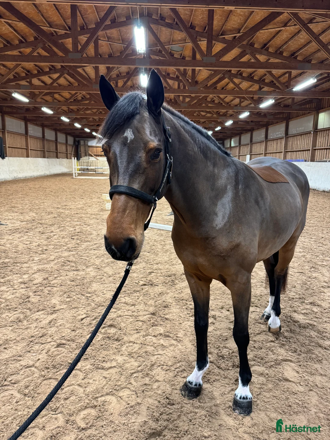 Hoppning hästar till salu: Talangfullt hoppsto -19 i Mullsjö - Annons 1