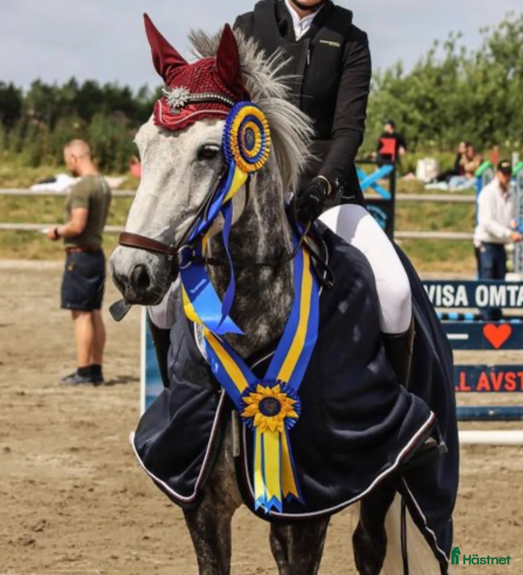 Hoppning hästar till salu: Hopptalang med ett hjärta av guld i Örebro - Annons 1