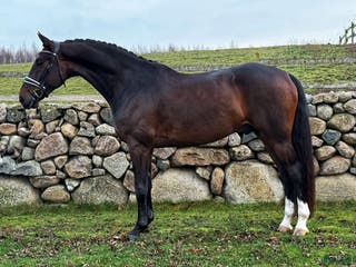 hästar Tillfälle! 6 årigt topp dressyrämne! i Tollarp - Annons 8