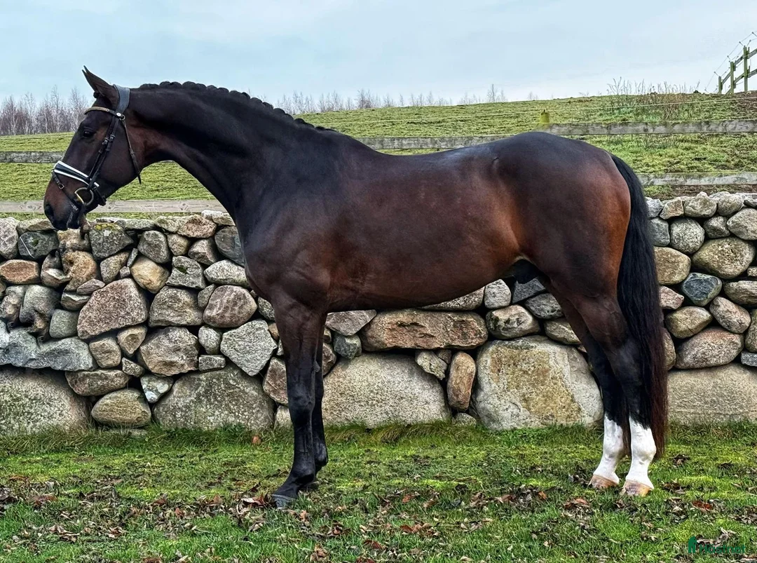 Dressyr hästar till salu: Tillfälle! 6 årigt topp dressyrämne! i Tollarp - Annons 1