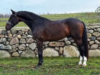 hästar Tillfälle! 6 årigt topp dressyrämne! i Tollarp - Annons 11