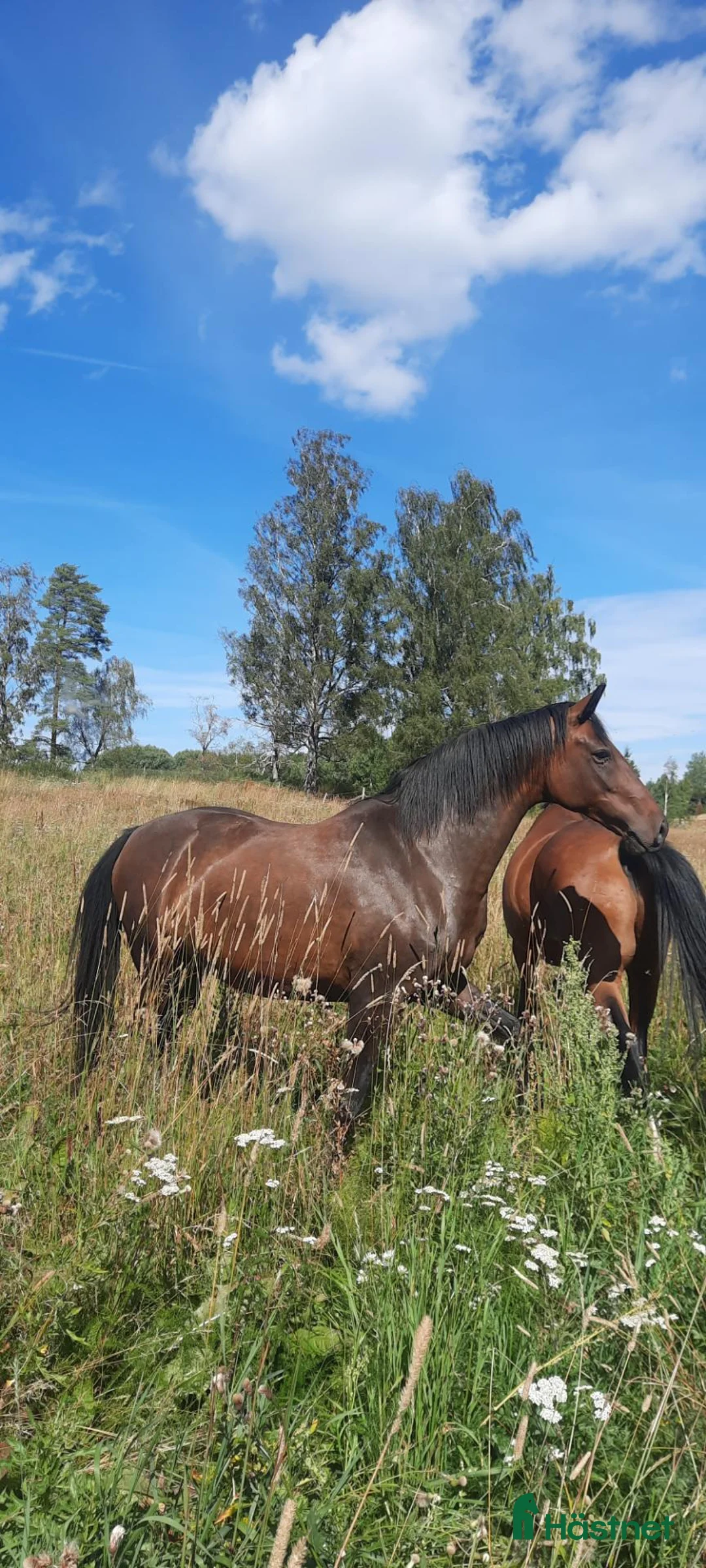 Dressyr hästar till salu: Vacker projekthäst! - Annons 1