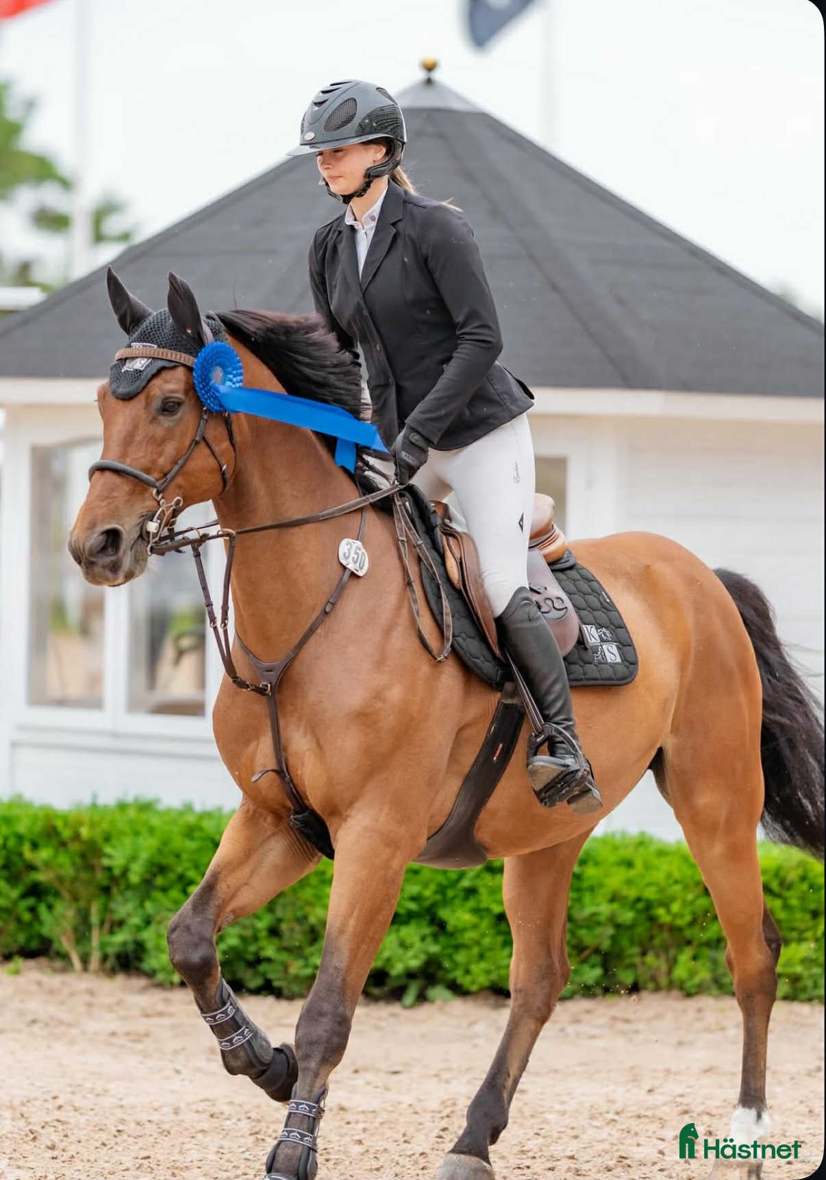  hästar Fantastisk läromästare o bästa vän i Stehag - Annons 3