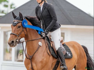 Hoppning hästar till salu: Fantastisk läromästare o bästa vän i Stehag - Annons 1