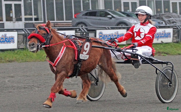  hästar i Östersund - Annons 3