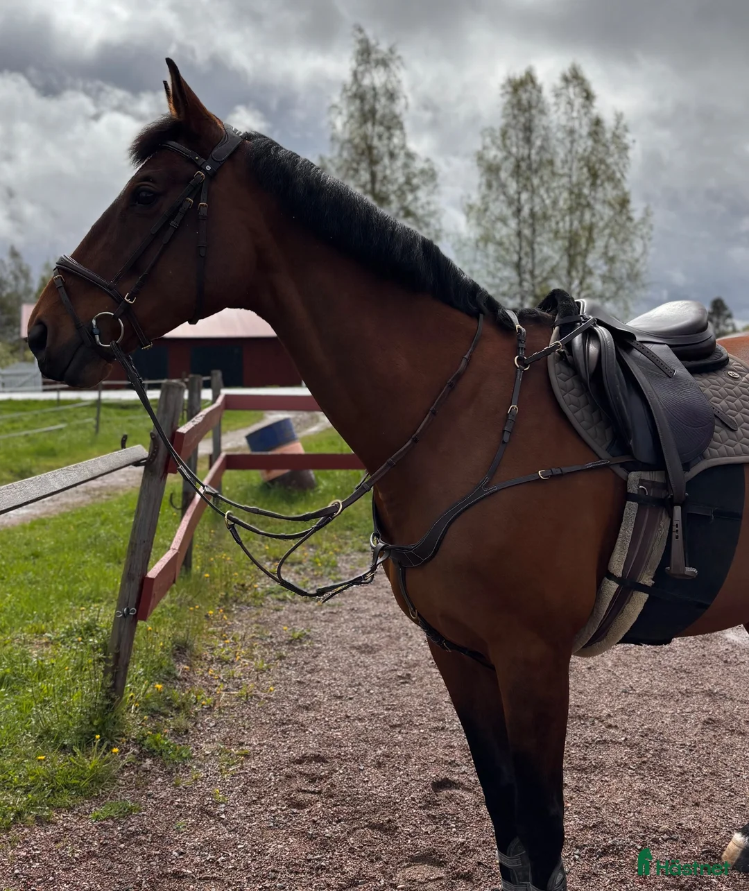 Hoppning hästar till salu: Charmig allroundhäst med mycket att erbjuda! - Annons 1