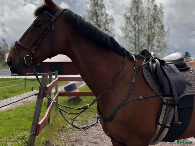 hästar Charmig allroundhäst med mycket att erbjuda! - Annons 12