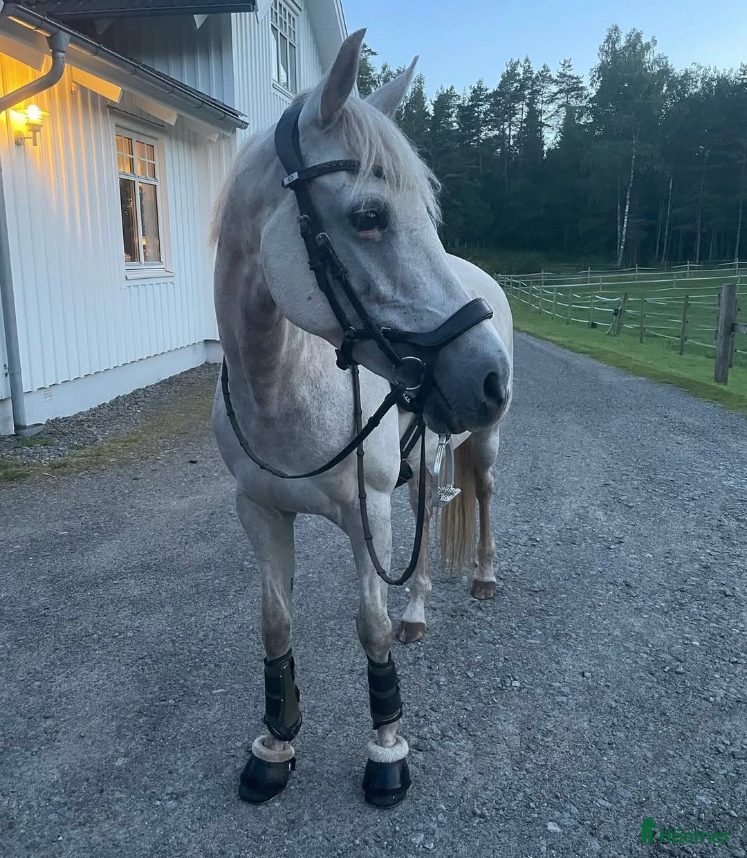 Dressyr hästar till salu: Världens bästa ponny i Kinna - Annons 3