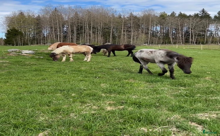  stallplats i Tungelsta - Annons 8