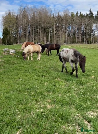 stallplats i Tungelsta - Annons 8