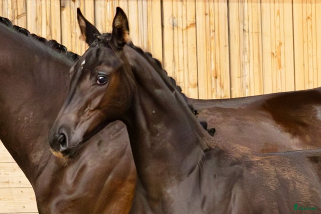 Dressyr hästar till salu: Sto e. Santos ur stofamilj 55 i Dyltabruk - Annons 2