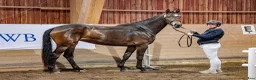 Hoppning hästar till salu: Superfin sporthäst! - Annons 4