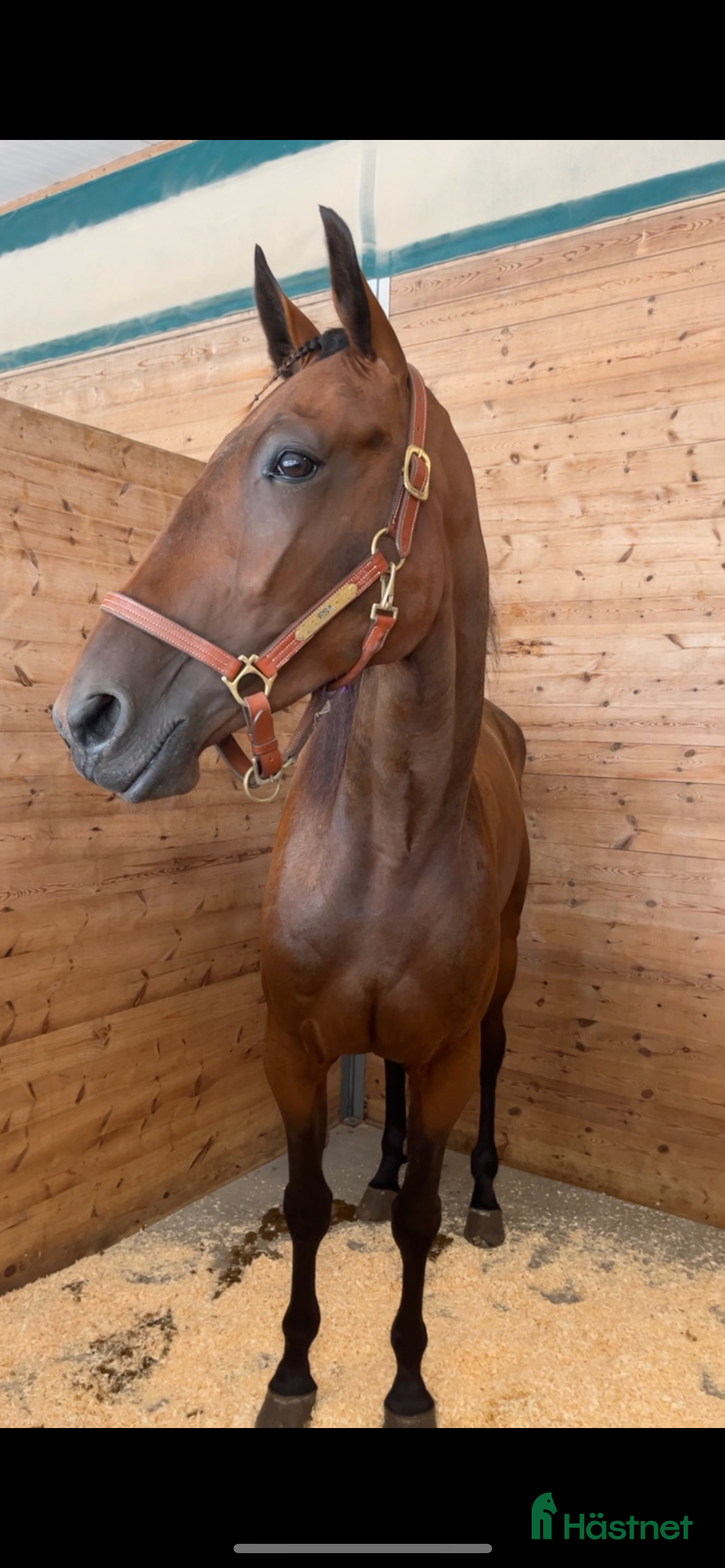  hästar Trevlig valack till trav/ridning eller licenshäst i Klintehamn - Annons 9