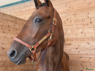 hästar Trevlig valack till trav/ridning eller licenshäst i Klintehamn - Annons 4