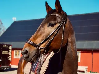 hästar Zendaya – lovande dressyrsto med mycket kapacitet - Annons 1