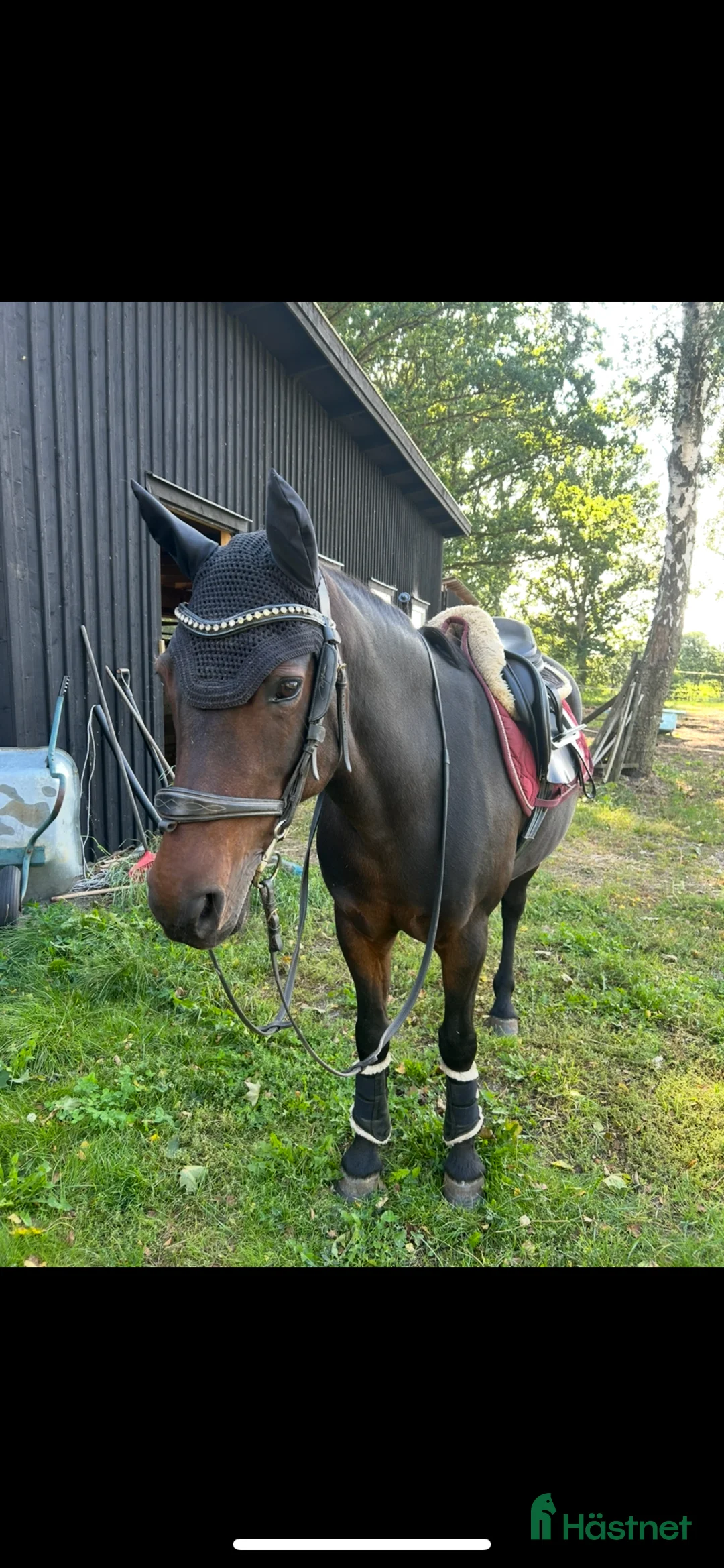 Allround hästar till salu: New forest sto söker bästa vän - Annons 3