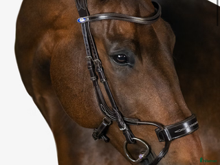 Träns hästutrustning till salu: PS High jump träns önskar bytas i Östersund - Annons 4