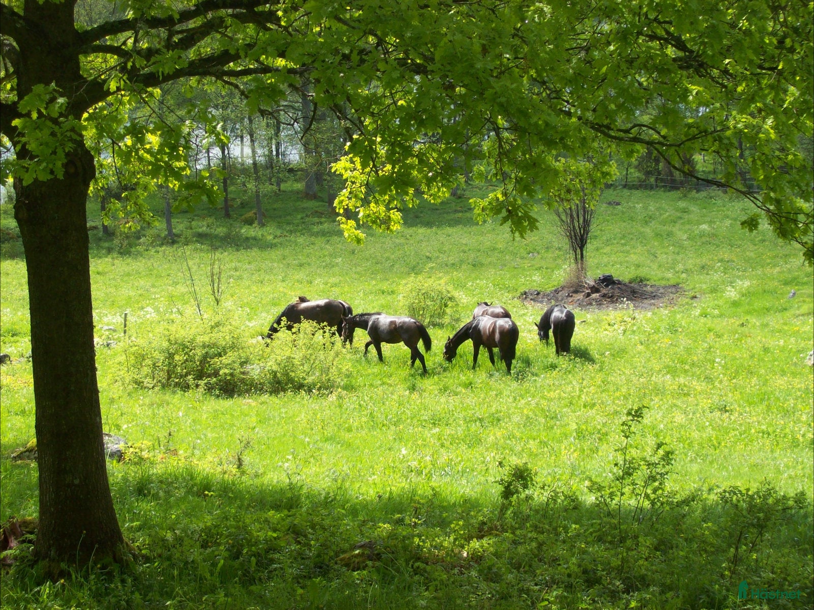  hästservice Sommarbete 2026 - Annons 14