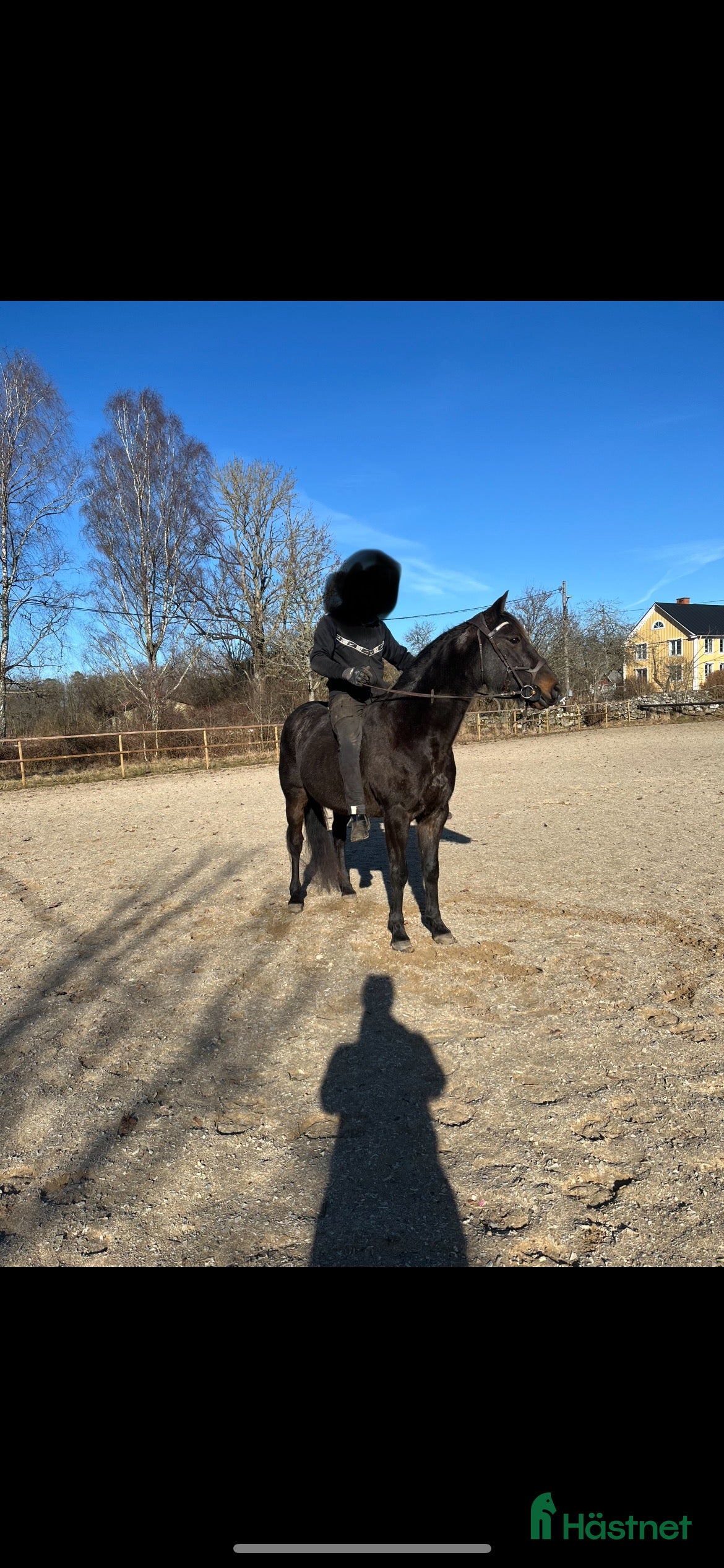  hästar Underbar familjehäst - Annons 14