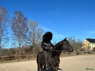 hästar Underbar familjehäst - Annons 14