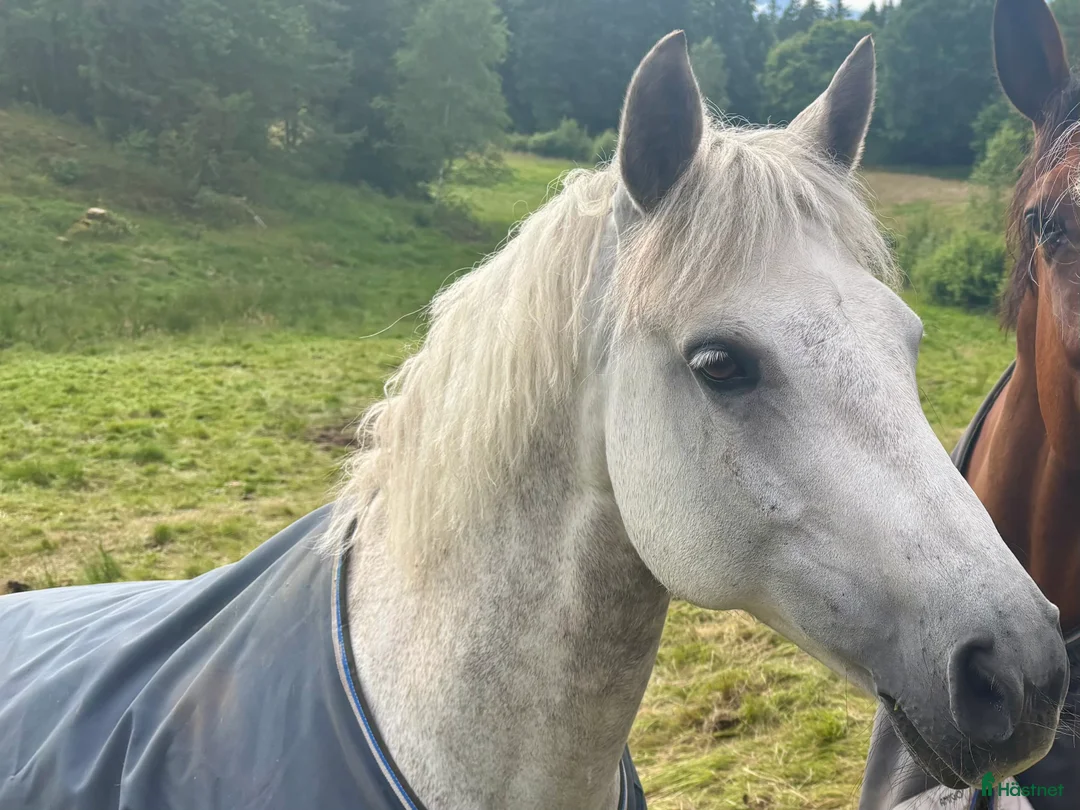 Hoppning hästar till salu: Connemara sto, maxad D ponny i Kungsbacka - Annons 3