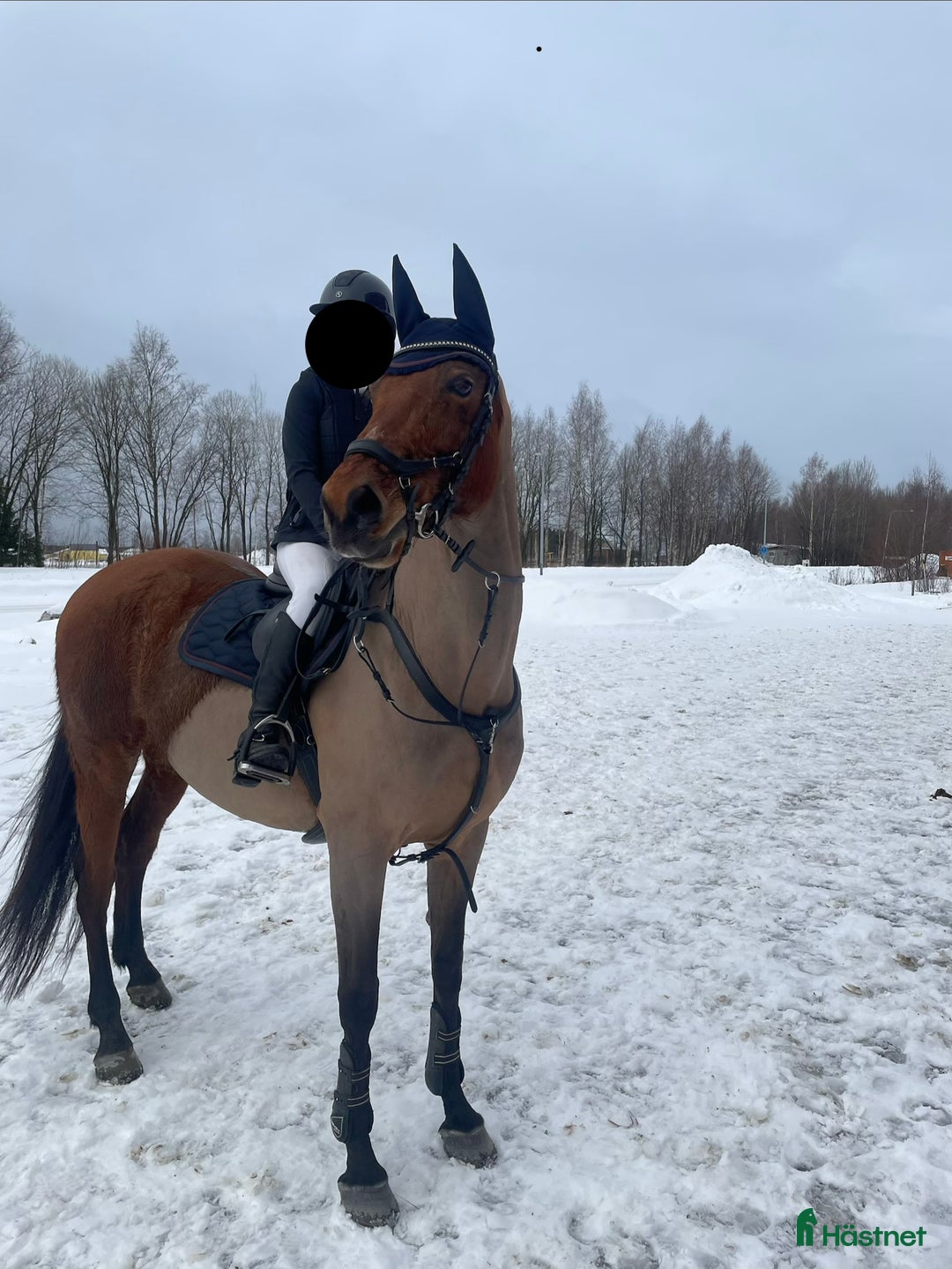 Allround hästar till salu: Piggt och trevligt allroundsto i Boden - Annons 5