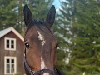 hästar Allround valack - Annons 1
