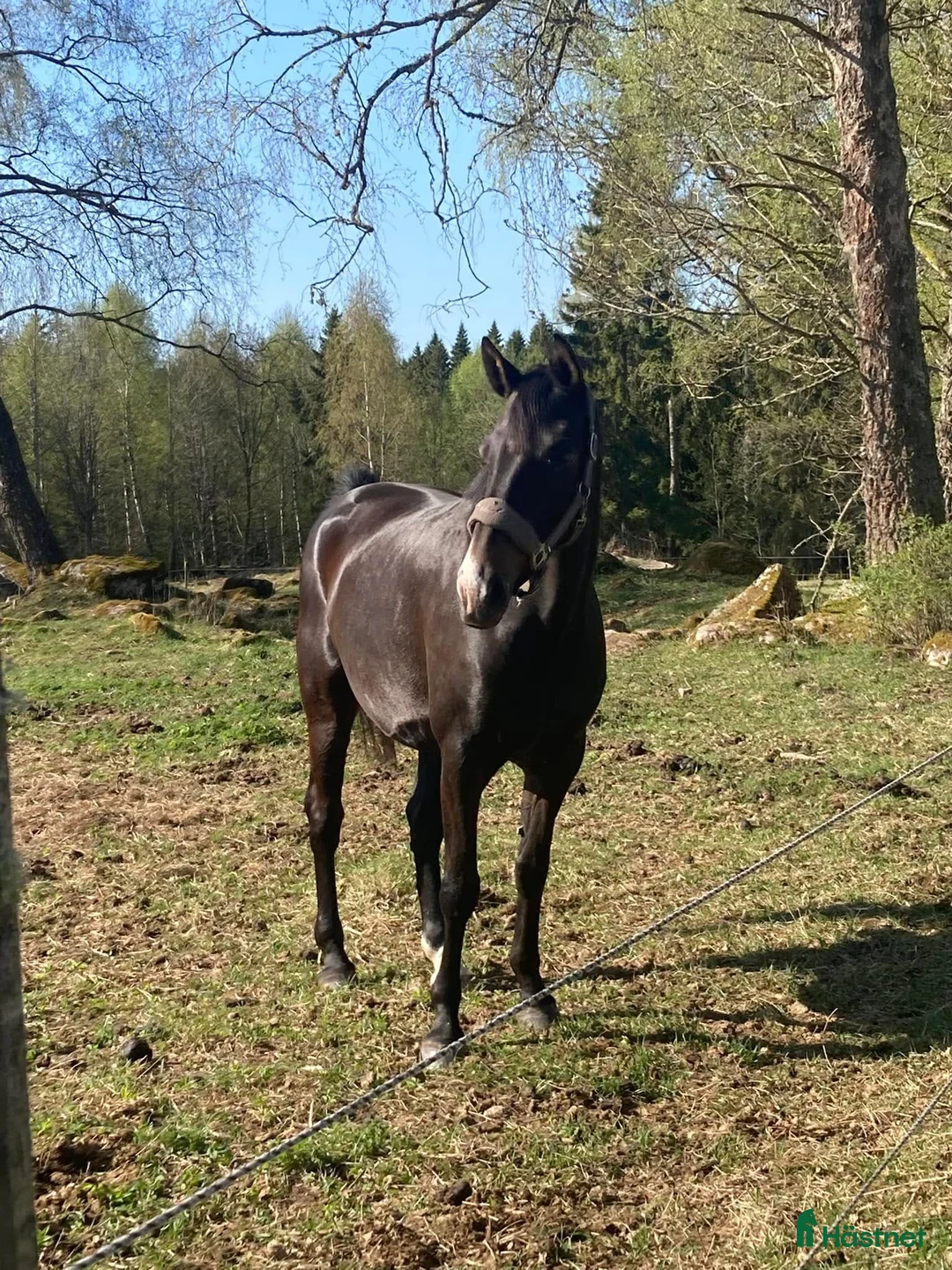 Avelshästar hästar till salu: Trevligt sto för dressyr/allround-avel - Annons 1