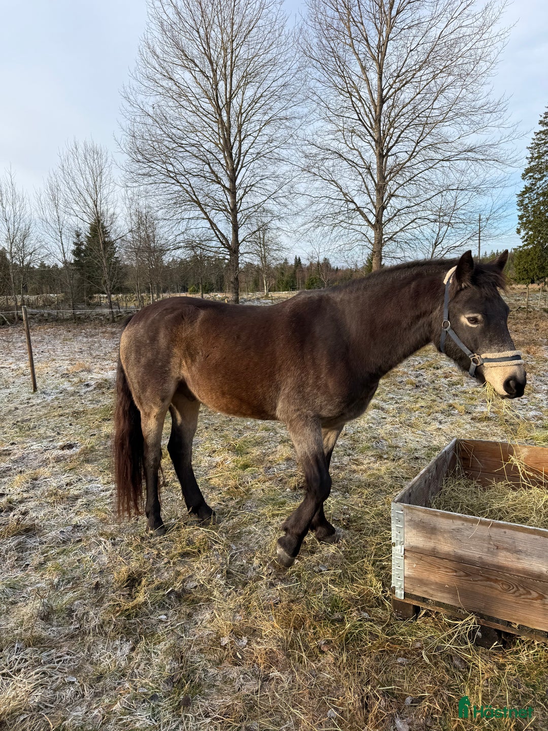 Allround hästar till salu: Svenskfödd Connemara valack EJ inriden i Nässjö - Annons 2