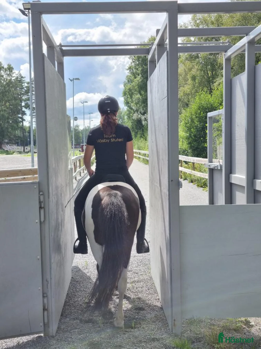 Island hästar till salu: Supersnällt femgångssto letar efter sitt nya hem. - Annons 7