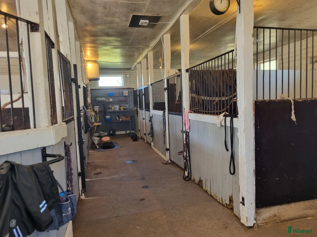  stallplats finnes: Lösdrift för valack - Annons 2