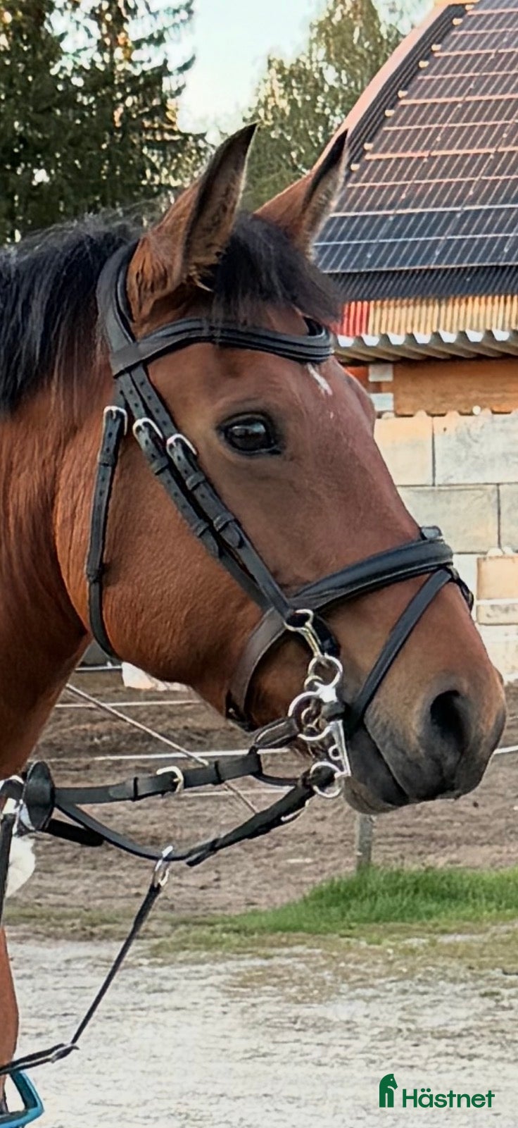 Träns hästutrustning till salu: Fint träns  i Mörkö - Annons 17