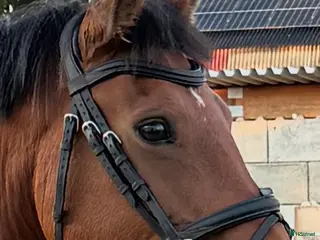 Träns hästutrustning Fint träns i Mörkö - Annons 11