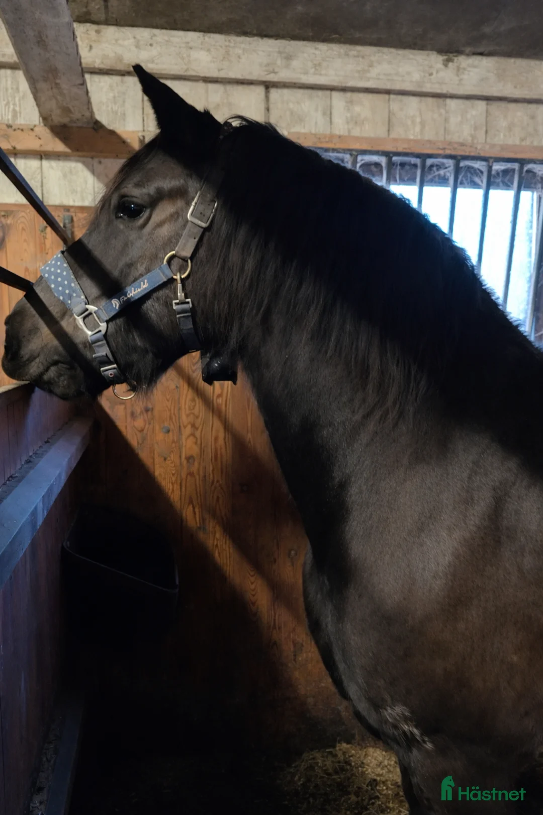 Allround hästar till salu: 6 – årig korsning Fries x Haflinger valack i Värsås - Annons 2