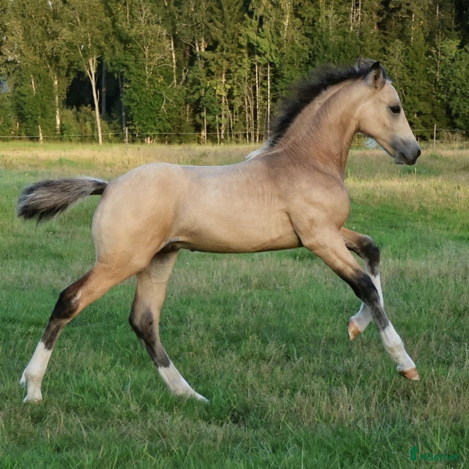  hästar Vacker welsh cob kille - Annons 1