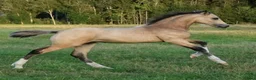 Allround hästar till salu: Vacker welsh cob kille - Annons 1