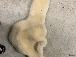 Övrig Ryttarutrustning ryttarutrustning till salu: Förbygel, fårskinnstunnel, stigläder i Vetlanda - Annons 2