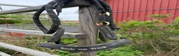 Övrig Hästutrustning hästutrustning till salu: Back On Track + Andra grimmor - Annons 2