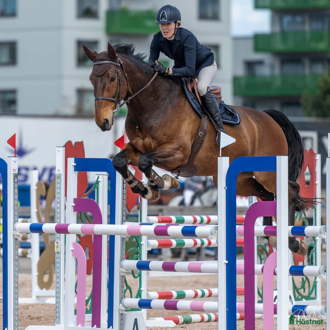 Hoppning hästar till salu: Hopphäst  i Landvetter - Bild 4