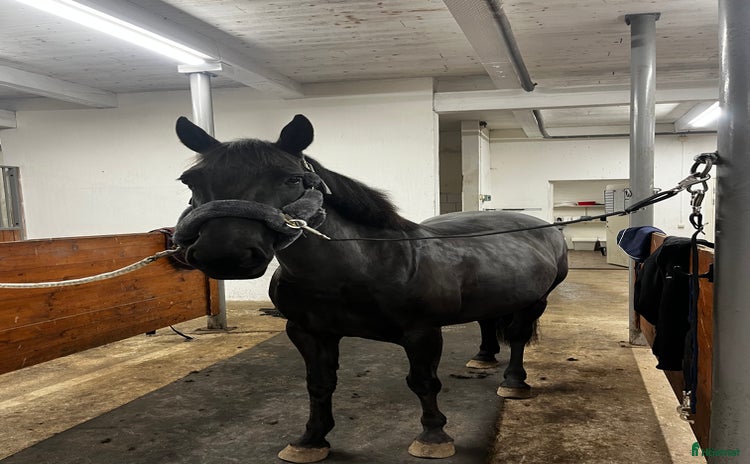  hästar CC black magic 🦄Ungponny sm 2026?  i Halmstad - Annons 15